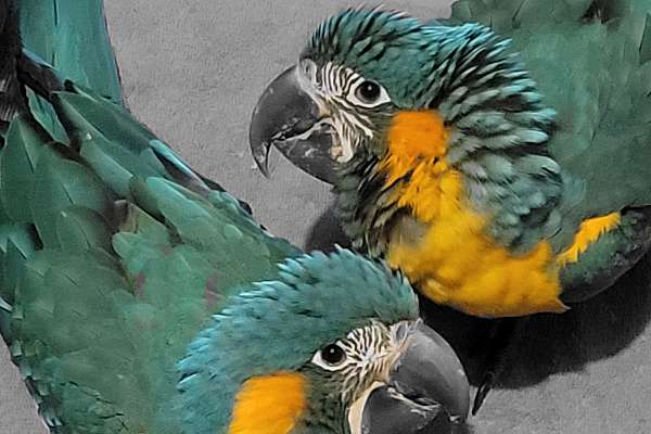 Blue Throat Macaw Babies Available