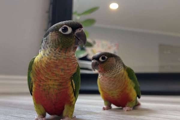 Green Cheek Conures Hand Fed