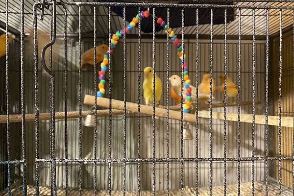 Male and female canaries