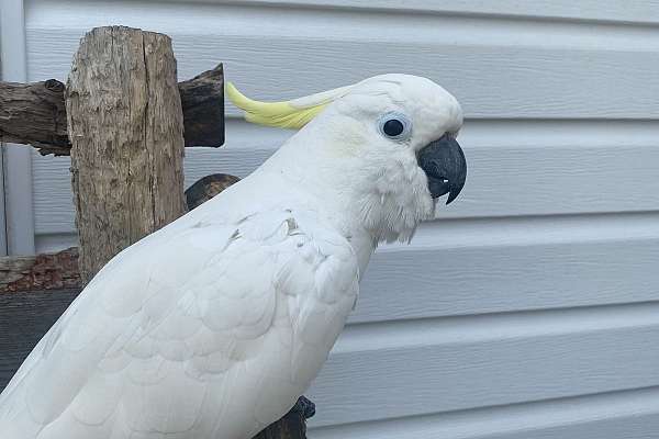 Silver Crested Cockatoo