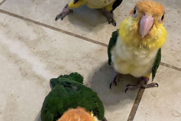 White Belly Caiques