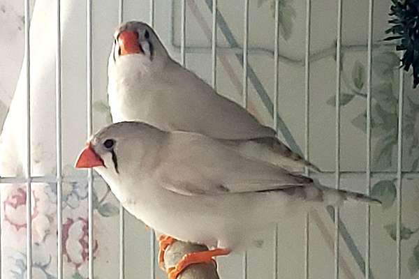 Sold* Chestnut Flanked White (Cfw) Zebra Finches Pair Male & Hen