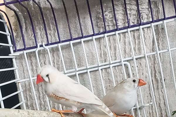 Pending Sale* Zebra Inches, Cfw Pair. See Ther Ads 3 Cfw Hens, 3 Cfw Males