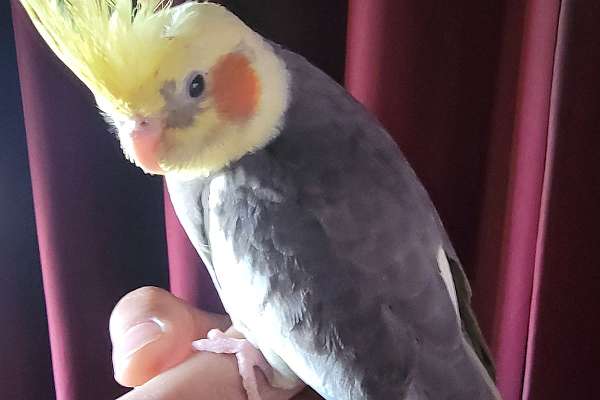 Handfed Lutino Pied Cockatiel