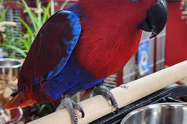 eclectus-female