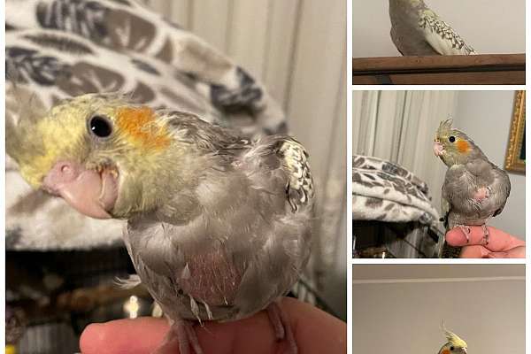 Cockteils for sale!