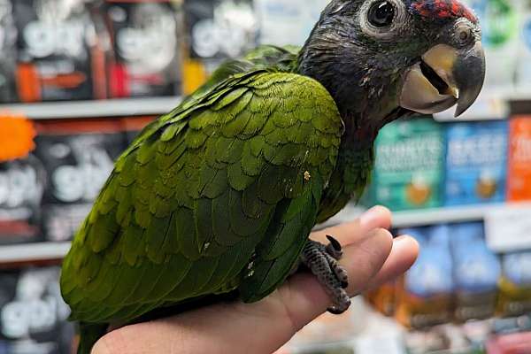 Blue Headed Pionus