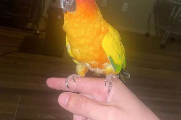 Sun Conure With Cage And Everything In It