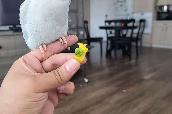 Tame Indian Ringneck Parakeet