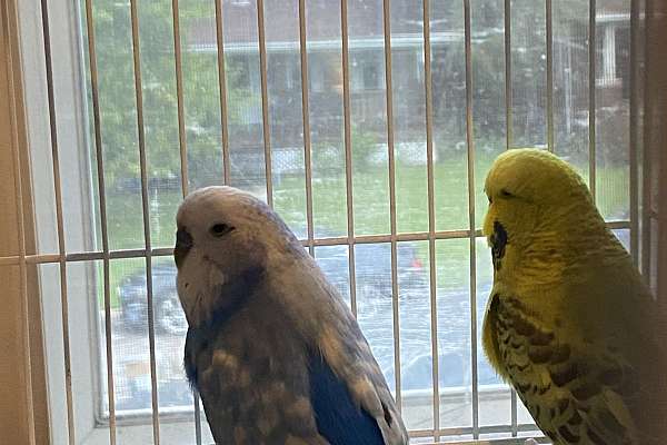 English Budgies Pair breeders