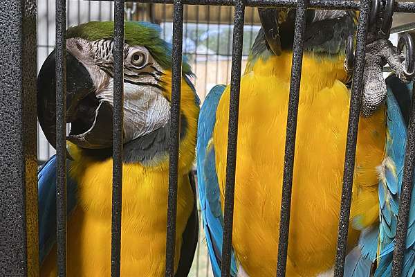 breeding macaws