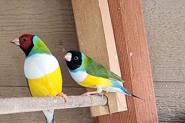 Gouldian finch
