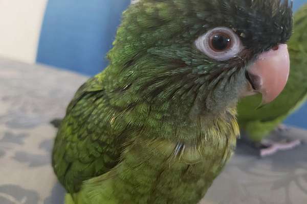 Blue crown conures