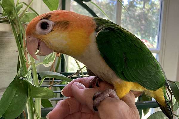 Caique