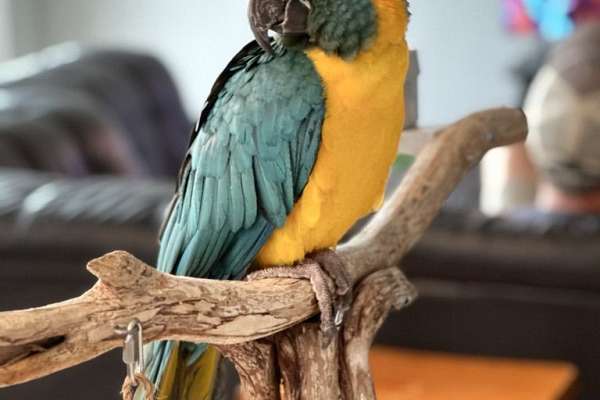 Curated visual reference: Space Saving Blue Throated Macaw Bird Housing Reference: Blue Throat Macaw