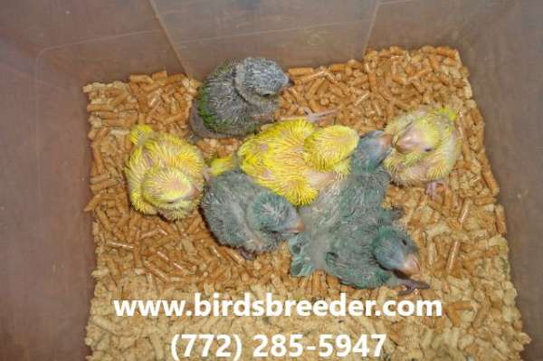 Four baby blue Quakers available at $250 each