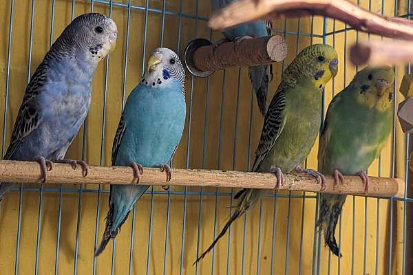 Baby Budgies!