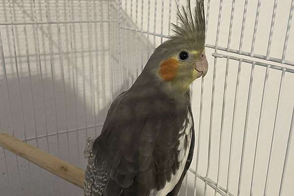 Cockatiel