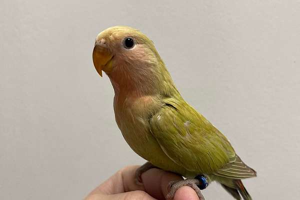 Amazing handfed Peach faced lovebird