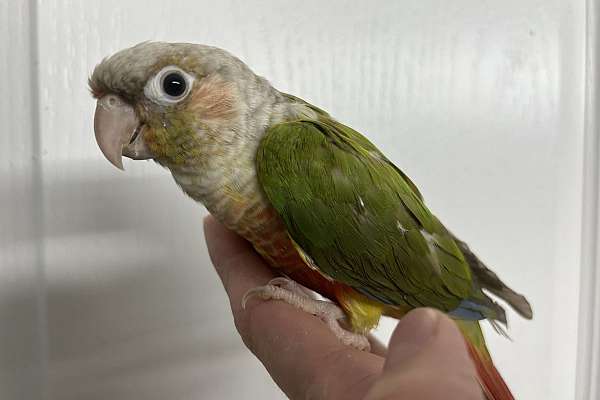 Green cheek conures hand raised