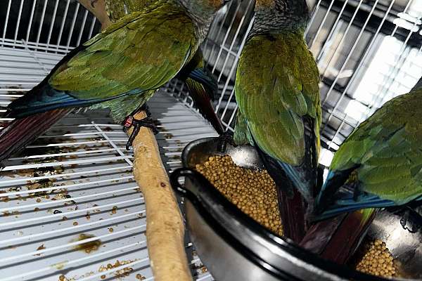 Crimson Belly Conures