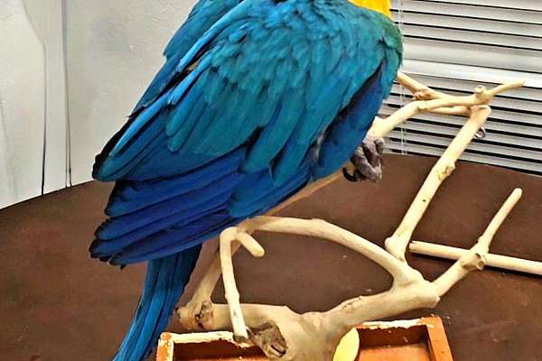 Bolivian Blue and Gold Macaw