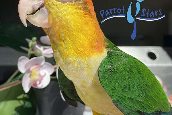 Baby White Bellied Caique Available At Parrot Stars