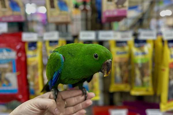 Baby Male Eclectus Parrot for Sale