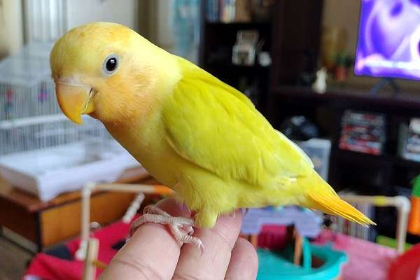 Lovebird Friendly Pet *We ship*