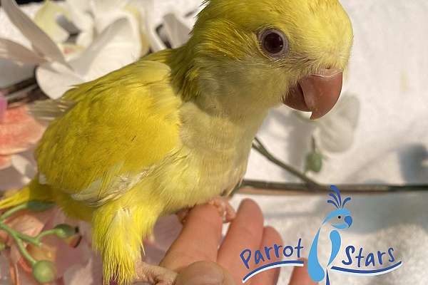 Baby Lutino Quaker Available at Parrot Stars