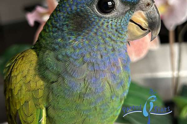 Baby Blue Headed Pionus Available At Parrot Stars