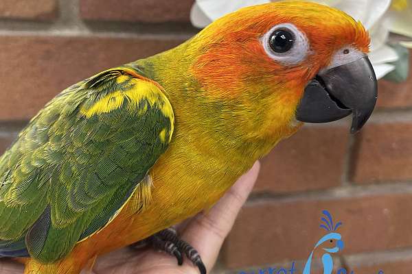 Baby Sun Conure Available at Parrot Stars