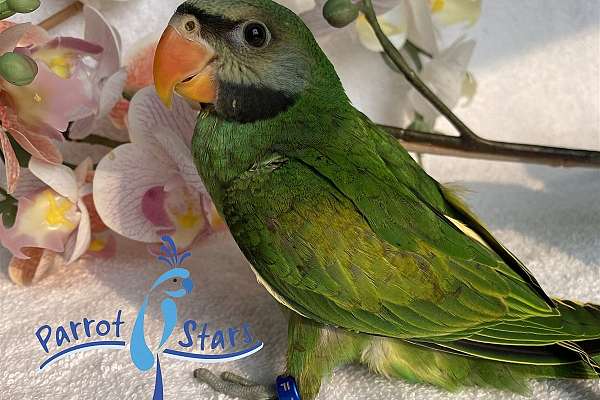 Baby Moustache Parakeet Available At Parrot Stars