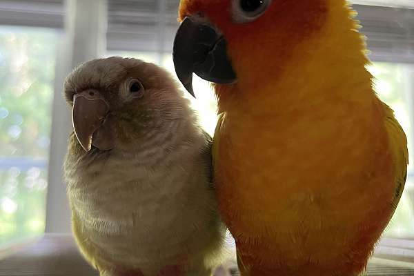 Sun Conure & Pineapple Conure Bonded Pair