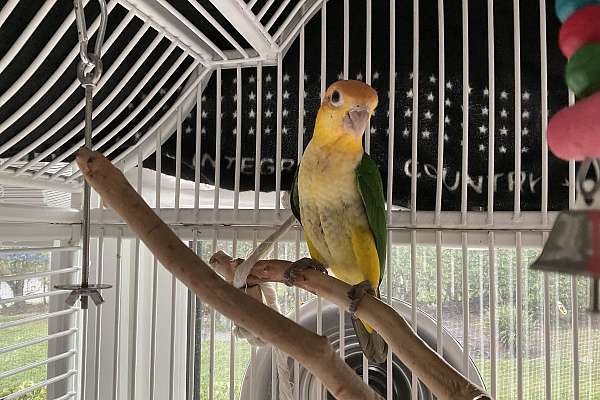 Female caique