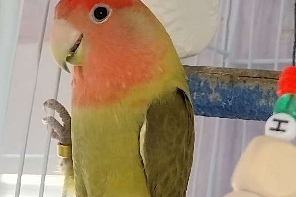 Lovebird Opaline Proven Female. We ship*