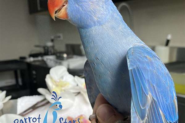 Baby Violet Cobalt Indian Ringneck Available at Parrot Stars