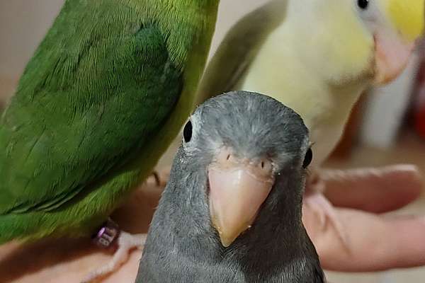 Photo inspiration: Super Tame Parrotlets Available As Holiday Gifts Photo Inspiration