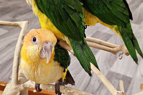 White Bellied Caique baby