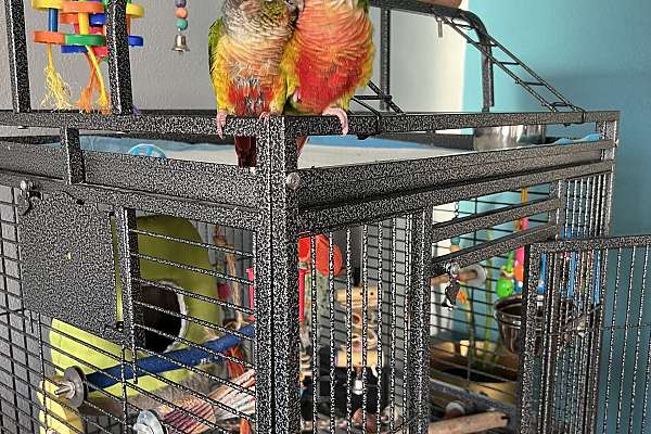 Two Male Green Cheek Conures