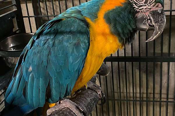 View of Blue Throat Macaw
