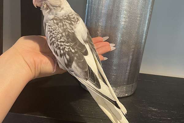 Cockatiels