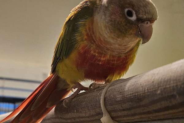 Conures High Red