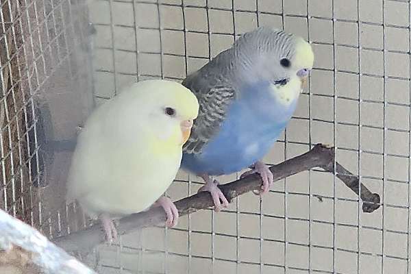 Pair of Rainbow budgies (parakeets)