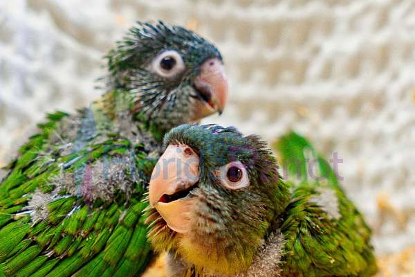 Blue Crowned Conure