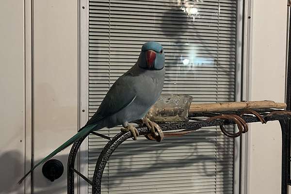 2-year-old-male-indian-ring-neck