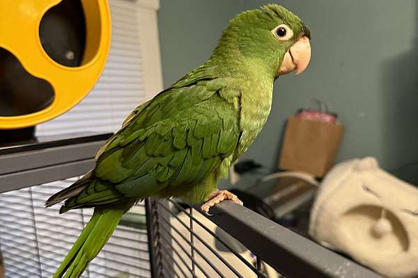 Baby Cherry Head Conure