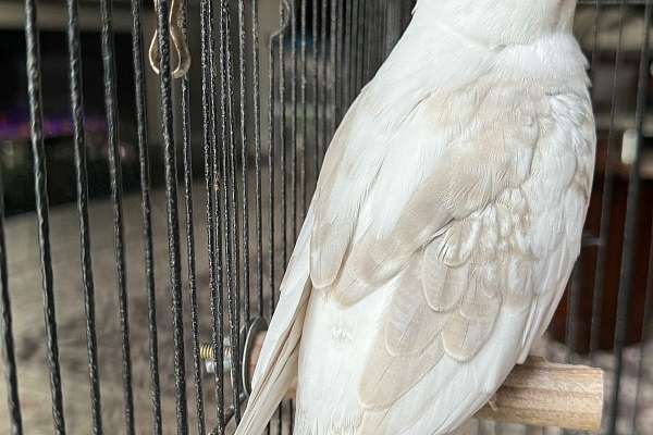 Cockatiel White Face Pearl Pied 