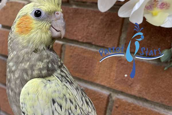 Baby Grey Pearl Cockatiel Available At Parrot Stars