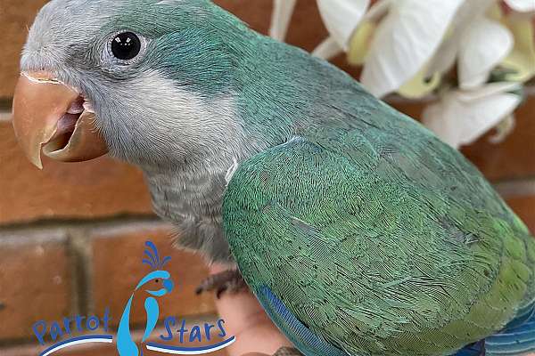 Baby Turquoise Quaker Parrot Available at Parrot Stars